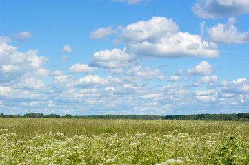 summer rural landscape with a blossoming meadow and the blue sky