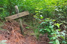 Grave In The Forest