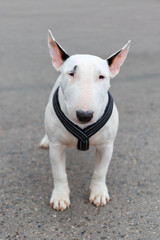 Wall Mural - domestic dog Miniature Bull Terrier breed