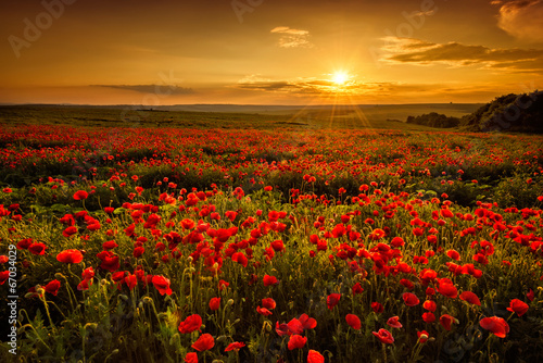 Poppy field at sunset