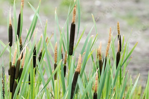 Naklejka na drzwi cane on a bog closeup