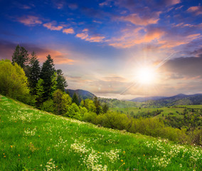 Wall Mural - spruce trees on the meadow in mountains on hillside at sunset
