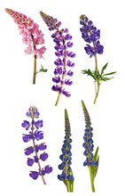 Set Of Six Lupine Flowers Isolated On White