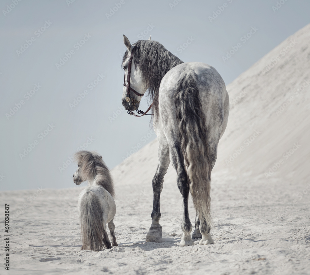 Great shot of the two horses - obrazy, fototapety, plakaty 