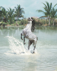 Wall Mural - White horse jumping in the pond