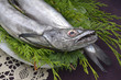 Fresh European hake caught a hook