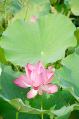 Lotus flower