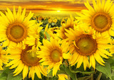 sunflowers on a field and sunset
