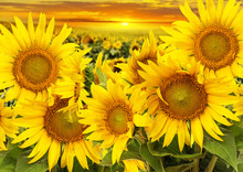 Sunflowers On A Field And Sunset