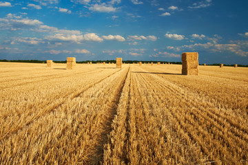 Wall Mural - Field