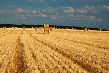 Wall Mural - Field