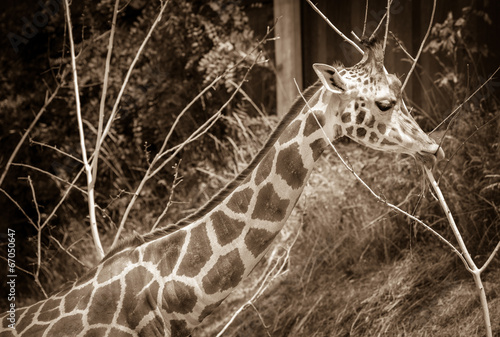 Board z aluminiowym obramowaniem Żyrafa Rothschilda w zoo w bratysławie, na Słowacji