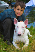 Boy And White Bull Terrier Dog Breed