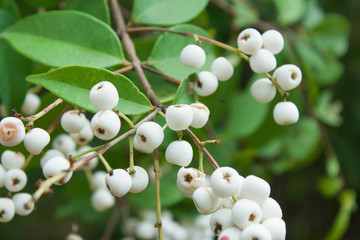 Syzygium gratum (Wight) S.N. Mitra var. gratum