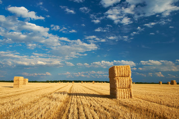 Wall Mural - Field