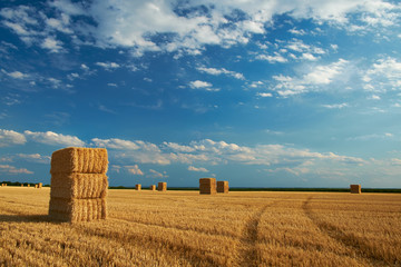 Wall Mural - Field