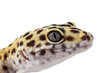Eublifar, leopard Gecko