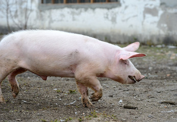 Wall Mural - Pig on a farm