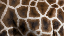 Genuine Leather Skin Of Giraffe