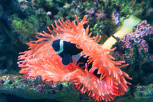 black percula clownfish inside anemone
