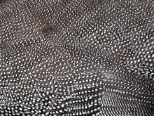 Beautiful Abstract Background Consisting Of Guinea Fowl Feathers