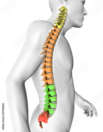 Fototapeta na wymiar Corpo umano colonna vertebrale anatomia