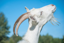 Funny Goat's Portrait