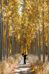 Just married couple in poplar background