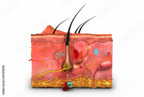 Fotografia, Obraz  Skin anatomy
