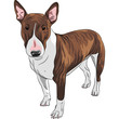 vector smiling cartoon Bull Terrier Dog breed