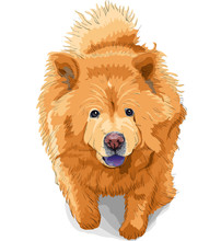 Vector Color Sketch Of A Dog Chow-chow Breed