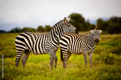 Board z aluminiowym obramowaniem Figlarny para zebra