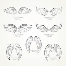Wings Collection
