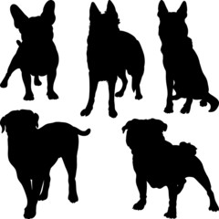 Wall Mural - vector silhouettes of different breeds of dogs in various poses