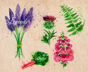 Wall Mural - Flower grass lavender, thistle, foxgloves, fern, rhubarb kraft