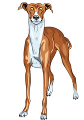 Wall Mural - Vector Greyhound Dog breed smile