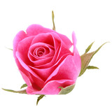 Fototapeta  - Pink rose flower head isolated on white background cutout