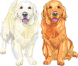 vector sketch two dog breed Golden Retriever