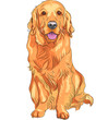 vector sketch red gun dog breed Golden Retriever