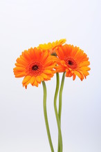 Close Up Of Orange Daisy Flower