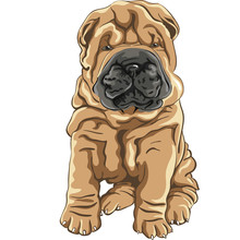 Vector Cute Red Shar Pei Dog Puppy Smiles