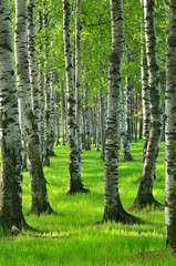  Birch trees in spring