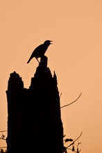 Singing Mynah Bird Silhouette In Sunset