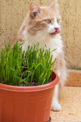 Cat is eating a grass