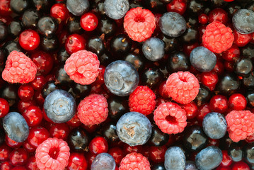 Wall Mural - berries