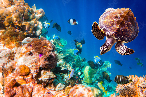 Board z aluminiowym obramowaniem Żółw hawksbill - eretmochelys imbricata