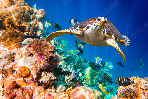 Obraz na płótnie canvas Żółw hawksbill - eretmochelys imbricata