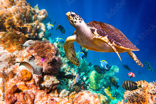 Fotografia, Obraz Hawksbill Turtle - Eretmochelys imbricata