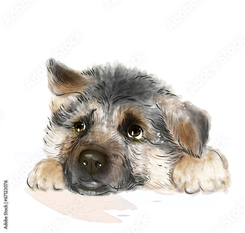 Naklejka dekoracyjna portrait of the german shepherd puppy