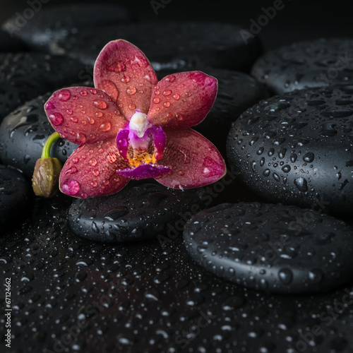 Naklejka na kafelki Beautiful spa concept of dark purple orchid (phalaenopsis) on z